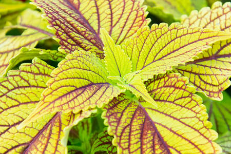 Coleus flower leaves with variegated coloring close-up