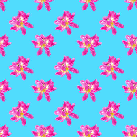 Seamless pattern of pink tulips on a blue background. The concept of plants, summer, holidayの写真素材