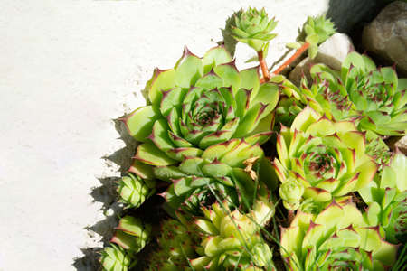 A flower bed of rose succulents against the background of a white stone wall. Plant concept, landscape design.の写真素材