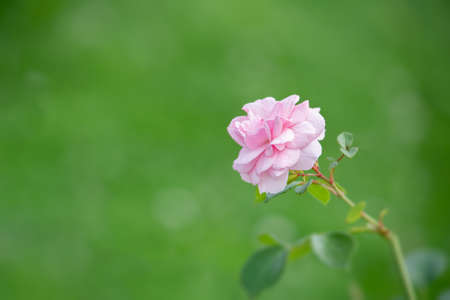 Pink rose flower on green blurred background with bokeh. Landscape design concept, plants, background.の写真素材