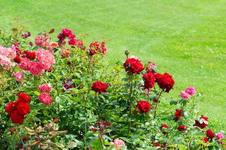 A bush of colorful roses on a background of a green lawn.の写真素材