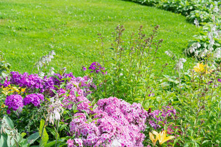 A flower bed of phlox flowers against the backdrop of a green lawn.の写真素材