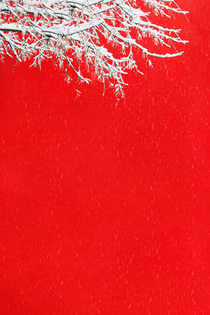 View of a snowy tree branch against the background of a red wall of a building during a snowfall. Concept landscape, postcard, christmas, advertising, saleの写真素材
