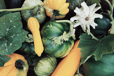 Top view of the harvested pumpkin, zucchini and squash of different colors. Concepts for autumn, plants, holiday, flat lay.の写真素材