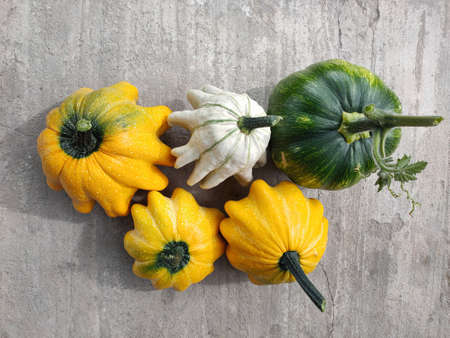 An overhead view of the harvested pumpkin, zucchini and squash of various colors lying on a concrete surface. Fall, plants, holiday concepts.の写真素材
