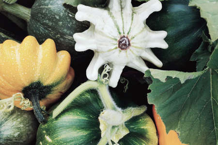 Top view of the harvested pumpkin, zucchini and squash of different colors. Concepts for autumn, plants, holiday, flat lay.の写真素材