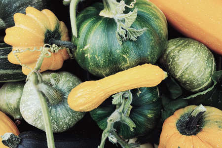Top view of the harvested pumpkin, zucchini and squash of different colors. Concepts for autumn, plants, holiday, flat lay.の写真素材