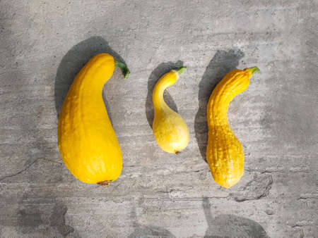 Top view of decorative yellow pumpkins that lie on a concrete surface. Autumn, plants, holiday concepts, flat lay, minimalism.の写真素材
