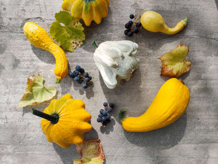 An overhead view of the harvested pumpkin, zucchini, grapes and squash of various colors lying on a concrete surface. Concepts for autumn, plants, holiday, flat lay.の写真素材