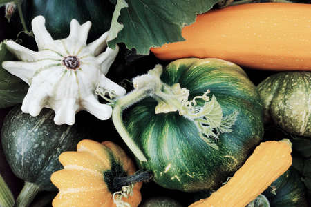 Top view of the harvested pumpkin, zucchini and squash of different colors. Concepts for autumn, plants, holiday, flat lay.の写真素材