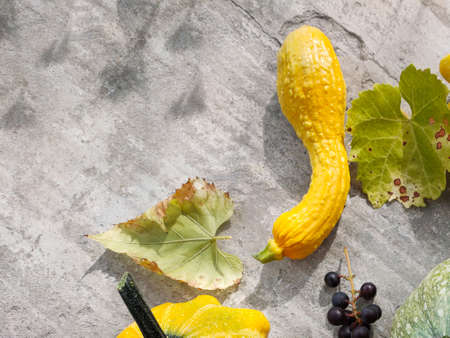 An overhead view of the harvested pumpkin, zucchini, grapes and squash of various colors lying on a concrete surface. Concepts for autumn, plants, holiday, flat lay.の写真素材