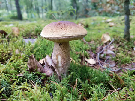 View of the boletus mushroom that grows in the forest in a clearing with moss. The concept of food, nature, plants.の写真素材