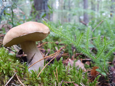 View of the boletus mushroom that grows in the forest in a clearing with moss. The concept of food, nature, plants.の写真素材