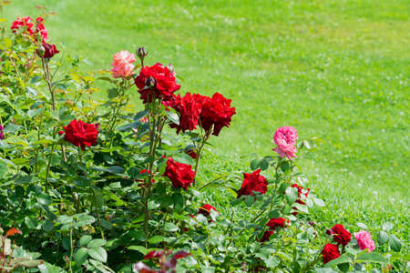 A bush of colorful roses on a background of a green lawn.の写真素材