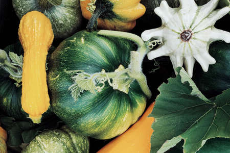 Top view of the harvested pumpkin, zucchini and squash of different colors. Concepts for autumn, plants, holiday, flat layの写真素材