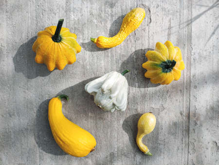 An overhead view of the harvested pumpkin, zucchini and squash of various colors lying on a concrete surface. Fall, plants, holiday conceptsの写真素材