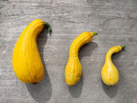 A minimalistic layout of decorative yellow pumpkins that lie on a concrete surface. Autumn, plants, holiday concepts, flat lay, minimalismの写真素材