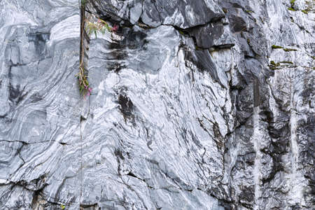 The texture of a marble rock with cracks, a pattern in the form of stripes from which plants grow. Concept background, texture, natureの写真素材