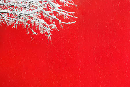 View of a snowy tree branch against the background of a red wall of a building during a snowfall. Concept landscape, postcard, christmas, advertising, saleの写真素材