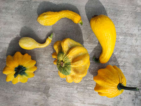 An overhead view of the harvested pumpkin, zucchini and squash of various colors lying on a concrete surface. Fall, plants, holiday concepts.の写真素材