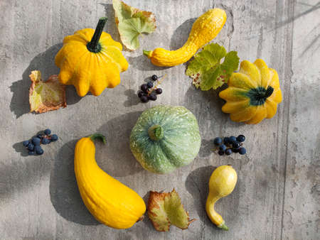 An overhead view of the harvested pumpkin, zucchini, grapes and squash of various colors lying on a concrete surface. Concepts for autumn, plants, holiday, flat lay.の写真素材
