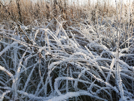 A view of dry grass covered with crystals of frost on a frosty sunny day.の写真素材