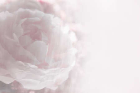 Close-up view of a pink peony on a pink background. Blur. Concept background, flowers, holidayの写真素材