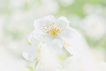 Close-up view of jasmine on a green and white background. Concept background, flowers, holidayの写真素材