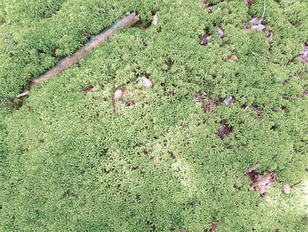 Natural background with fresh moss and twigs. Background concept, nature.の写真素材