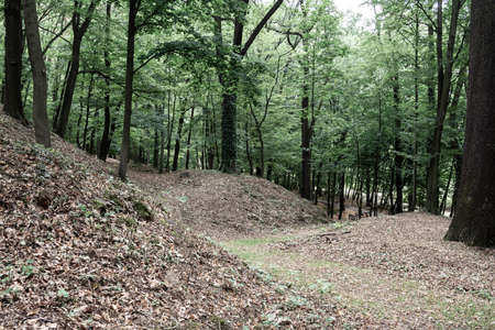 View of paths in the forest with hilly relief. Landscape concept, background.の写真素材