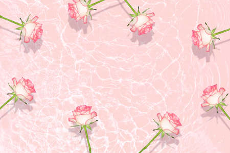 Flat composition of pink rose flowers on the water surface with highlights.の写真素材