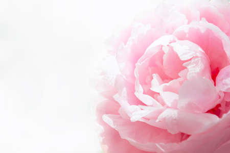 Close-up view of a pink peony on a white background. Concept background, flowers, holiday.の写真素材