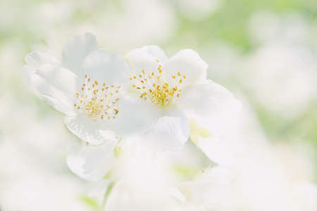 Close-up view of jasmine on a green and white background. Concept background, flowers, holiday.の写真素材