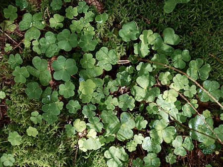Natural background with the image of fresh moss clover and twigs. Background concept, nature.