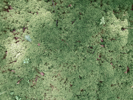Natural background with fresh moss and twigs. Background concept, nature.の写真素材