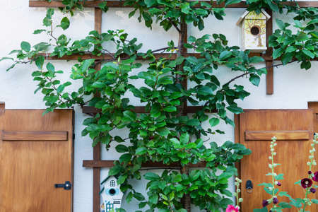 A view of the flower arrangement and decorative birdhouses near the wall of the building.の写真素材