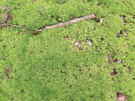 Natural background with fresh moss and twigs. Background concept, nature.の写真素材