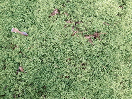 Natural background with fresh moss and twigs. Background concept, natureの写真素材