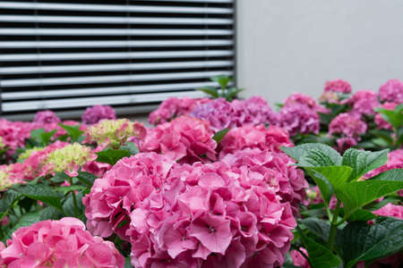 View of the bushes of pink hydrangea against the background of a gray buildingの写真素材