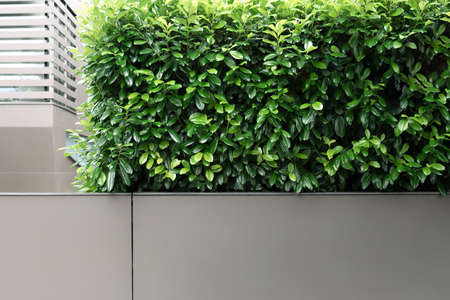 View of an evergreen hedge combined with a metal fenceの写真素材