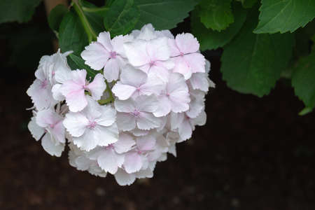 Close-up view of a white hydrangea flowerの写真素材