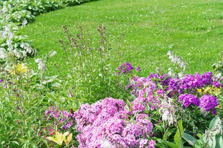 A flower bed of phlox flowers against the backdrop of a green lawnの写真素材