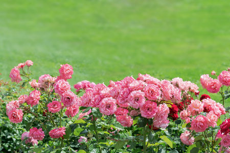 View of a flowerbed of pink rose bushes in the park against the backdrop of a lawnの写真素材