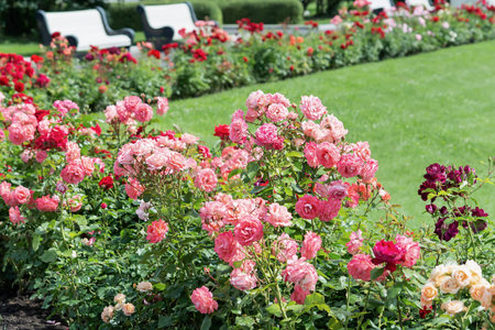 View of a flowerbed of pink rose bushes in the park against the backdrop of a lawn.の写真素材