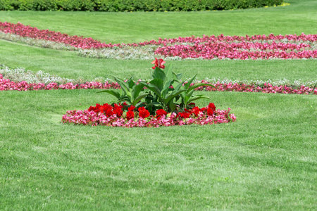 Manicured lawn with red flower beds in the park garden.の写真素材