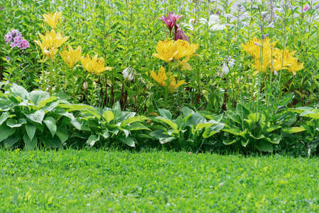 View of a flower bed of yellow lily flowers and hosts.の写真素材