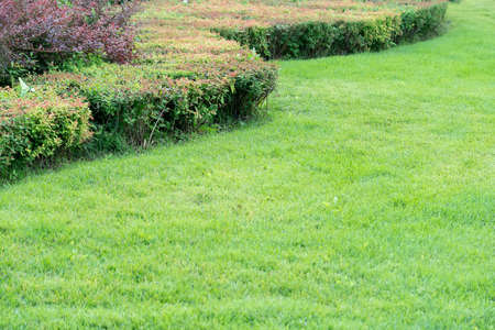Landscaping with trimmed bushes in a wavy line and a manicured lawn in the parkの写真素材