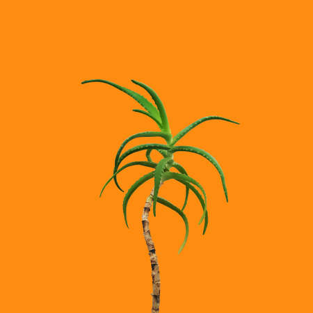 Scarlet green on a long trunk on an orange backgroundの写真素材