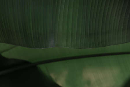 Background with tropical leaves of palm trees in the jungleの写真素材