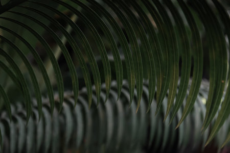 Background with tropical leaves of palm trees in the jungleの写真素材